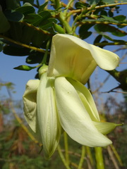 Sesbania grandiflora