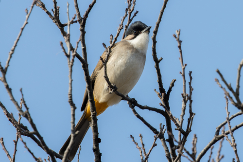 Brown-breasted Bulbul (Pycnonotus xanthorrhous)