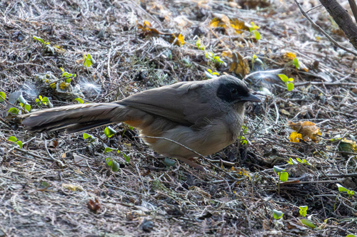 Masked Laughingthrush