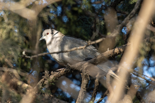 Eurasian Collared-Dove