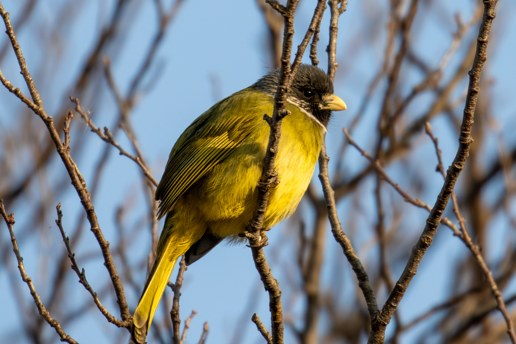 Collared Finchbill (Spizixos semitorques), photo 1