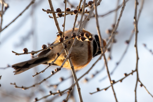Black-throated Tit