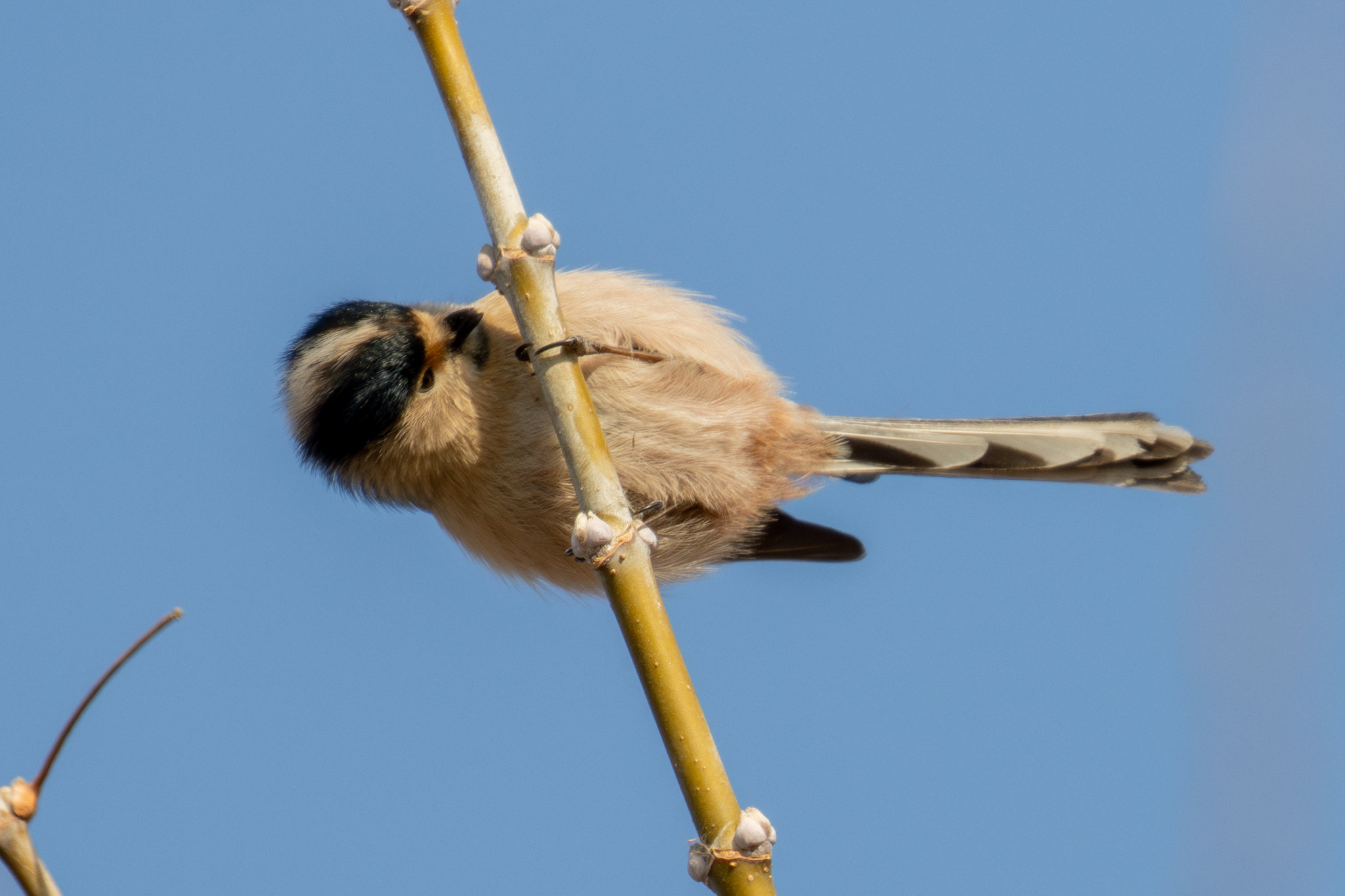 Silver-throated Bushtit (Aegithalos glaucogularis), photo 3