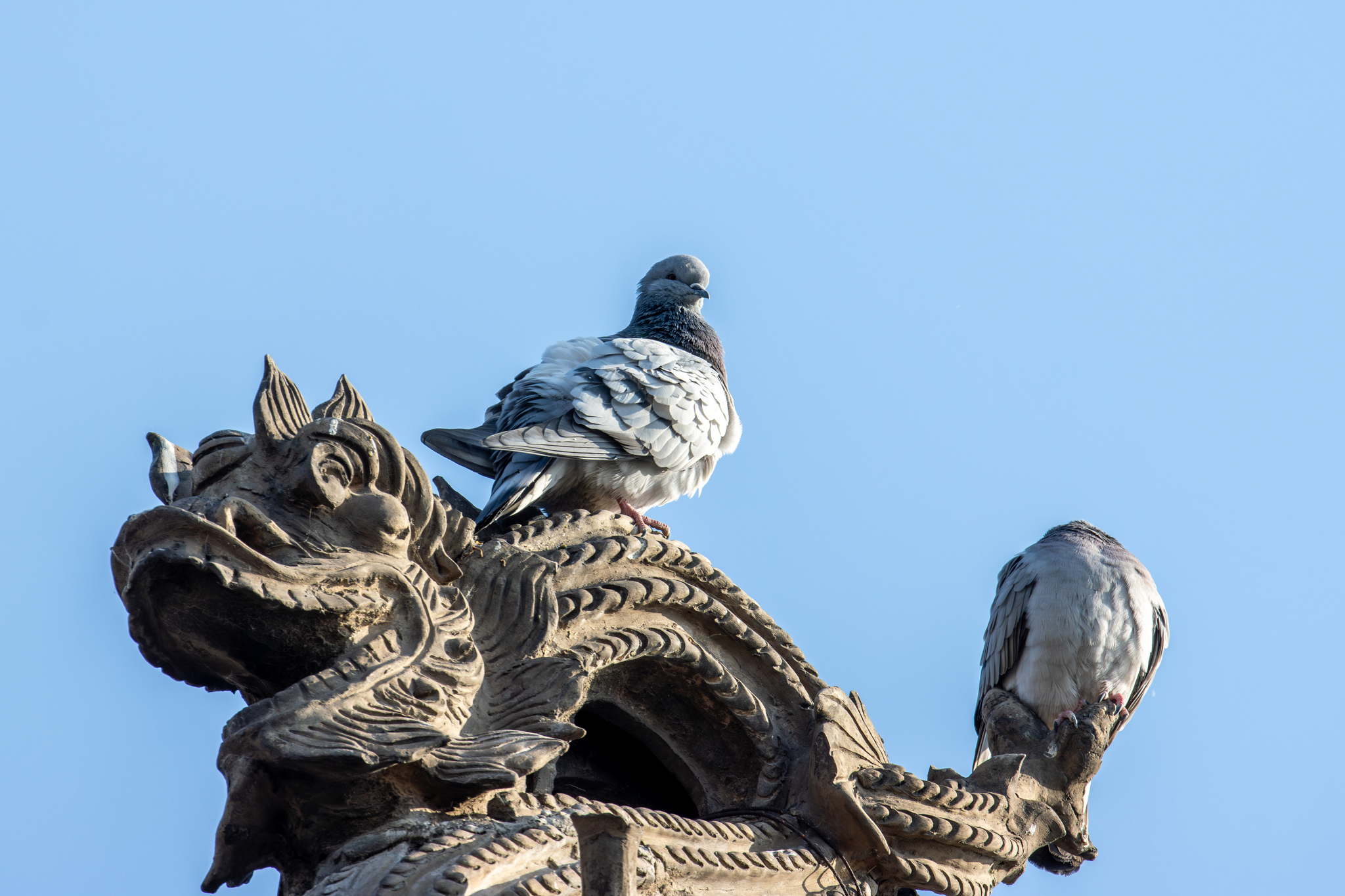 Hill Pigeon (Columba rupestris), photo 1