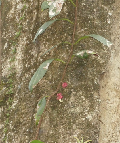 Drymonia coccinea, photograph 2
