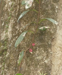 author not stated, no rights reserved Drymonia coccinea, photograph author not stated, no rights reserved