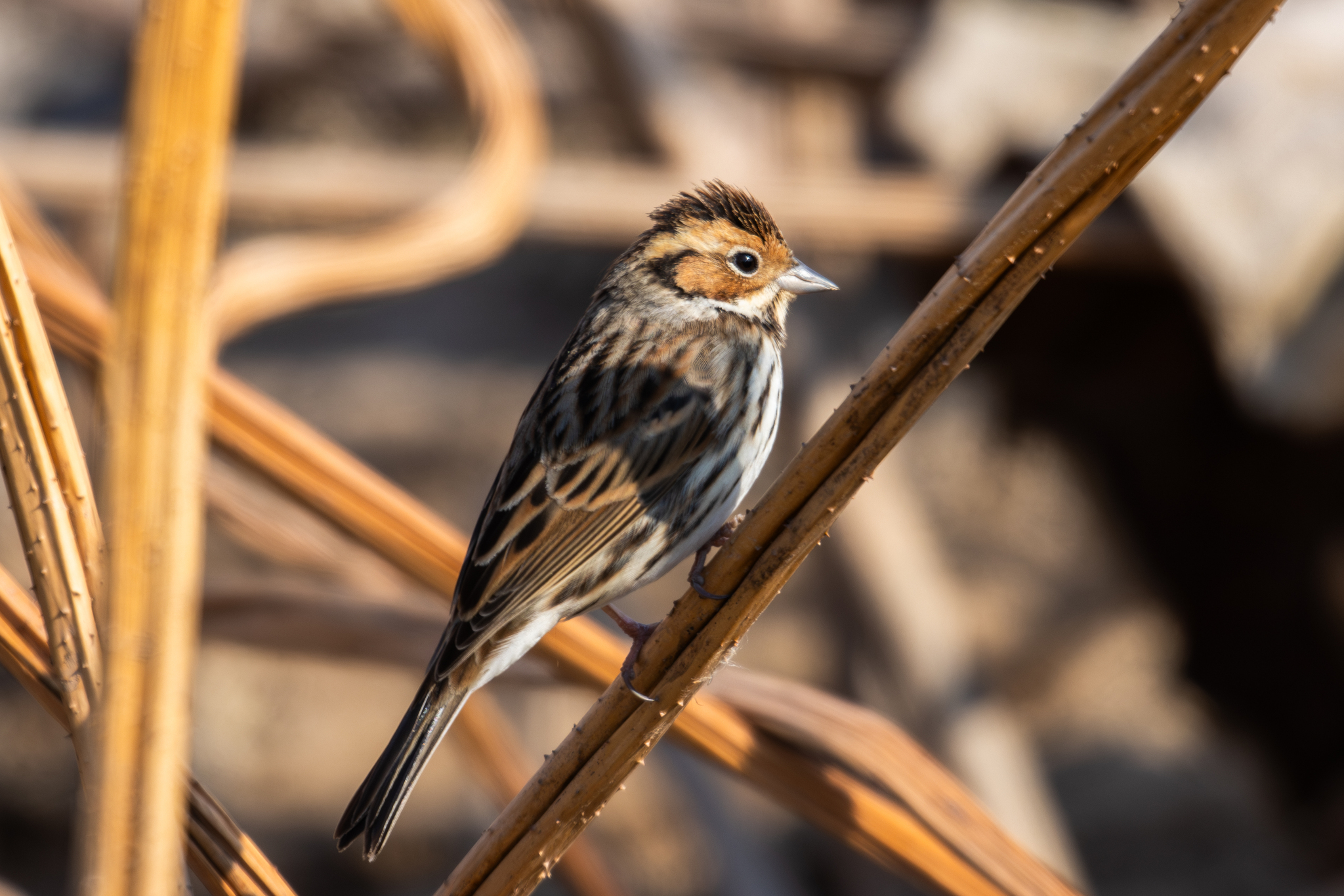 Little Bunting (Emberiza pusilla), photo 2