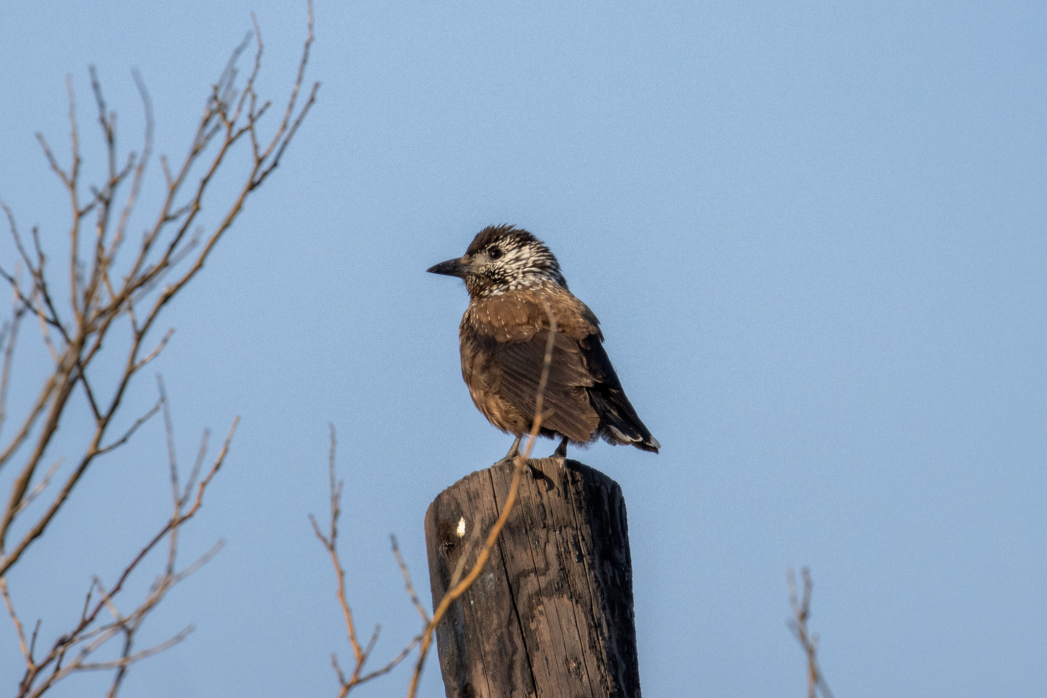 Southern Nutcracker (Nucifraga hemispila), photo 3