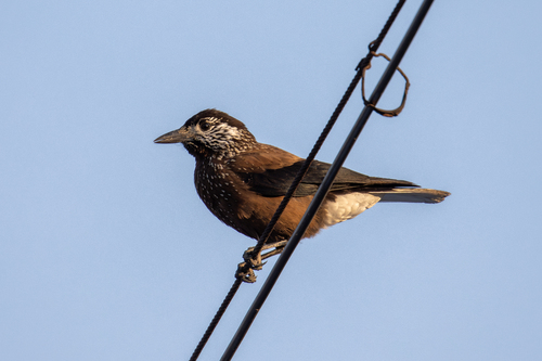 Southern Nutcracker (Nucifraga hemispila)