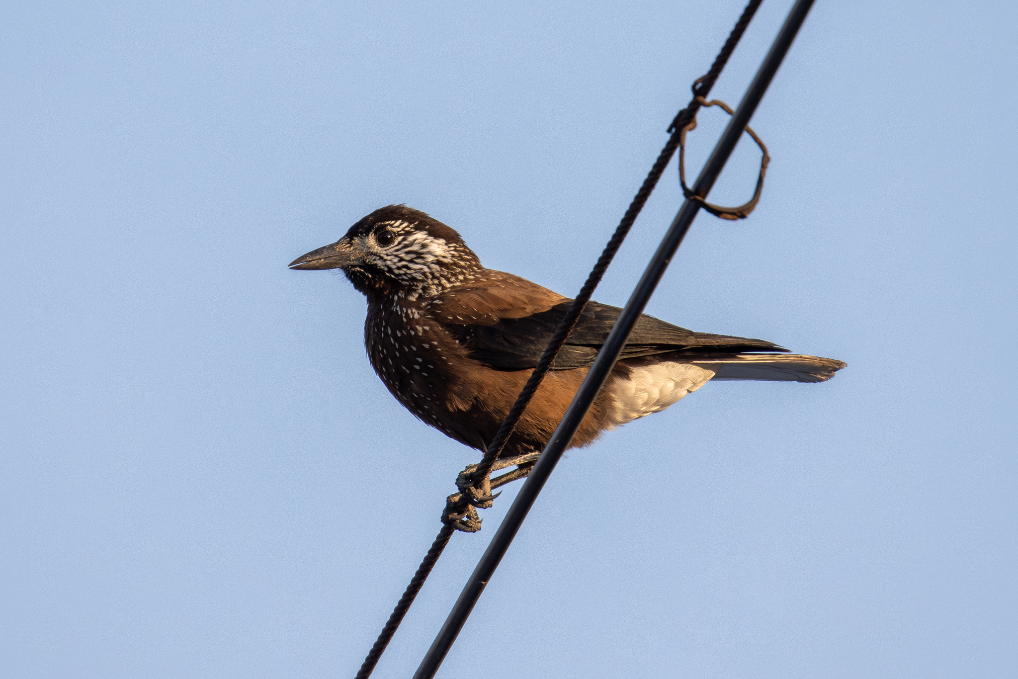 Southern Nutcracker (Nucifraga hemispila), photo 1