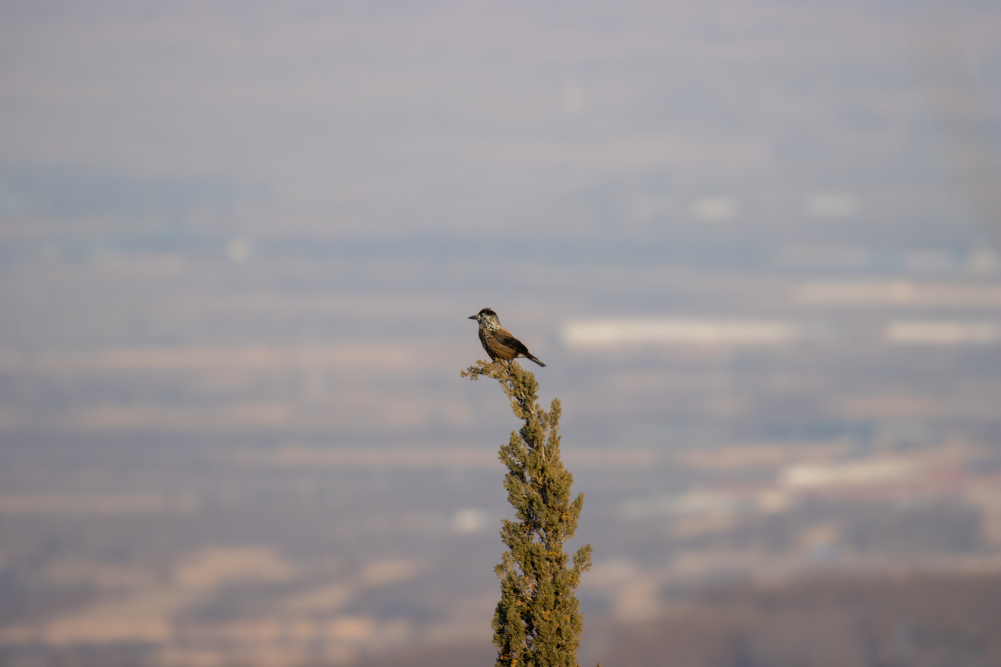 Southern Nutcracker (Nucifraga hemispila), photo 2