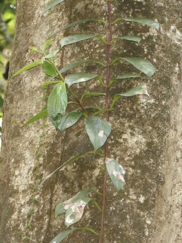 Drymonia coccinea, photograph 5