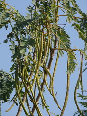 Sesbania grandiflora