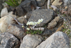 Draba sambukii