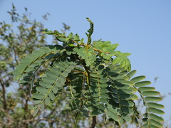 Sesbania grandiflora