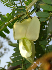 Sesbania grandiflora