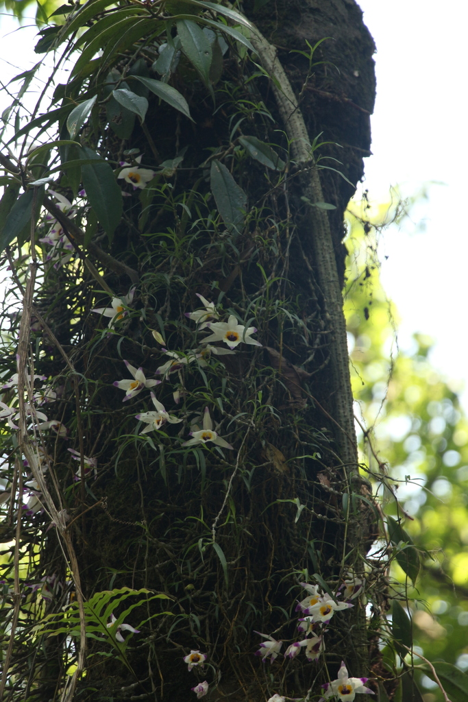 Dendrobium falconeri