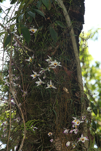 Dendrobium falconeri, photograph 4