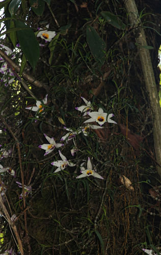 Dendrobium falconeri, photograph 5