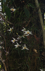 Dendrobium falconeri