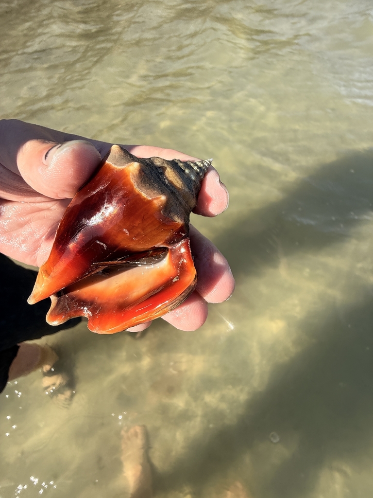 Catching Conch Fighting Conch from St. Petersburg, FL, USA on January 21, 2026 at 02: ...