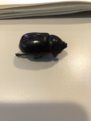 Oryctes nasicornis