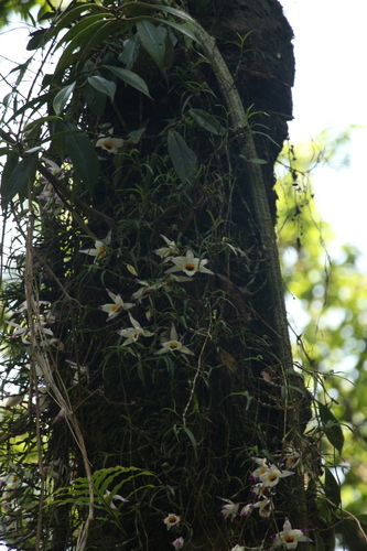 Dendrobium falconeri, photograph 6