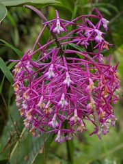 Epidendrum syringothyrsus