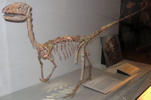 Coelophysis