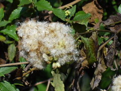 Microglossa pyrifolia