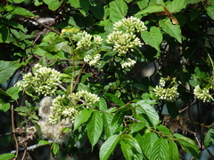 Microglossa pyrifolia