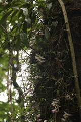 Dendrobium falconeri