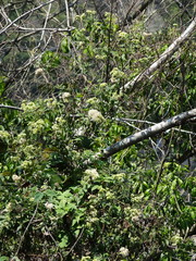 Microglossa pyrifolia