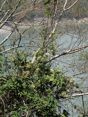 Microglossa pyrifolia