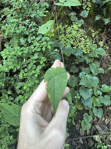 railwaycreeper (Ipomoea dumetorum)