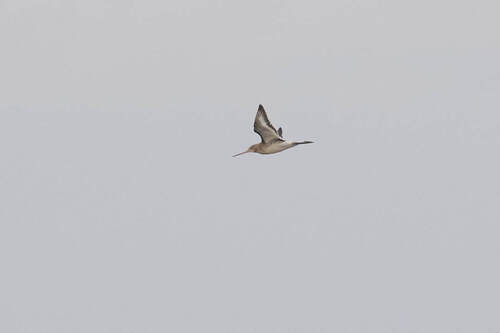 Black-tailed Godwit (Limosa limosa), photo 8