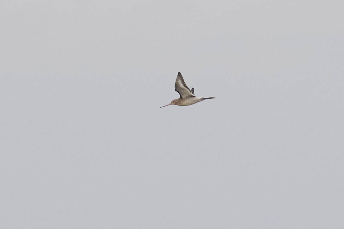 Black-tailed Godwit (Limosa limosa), photo 9