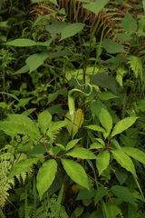 Arisaema tortuosum