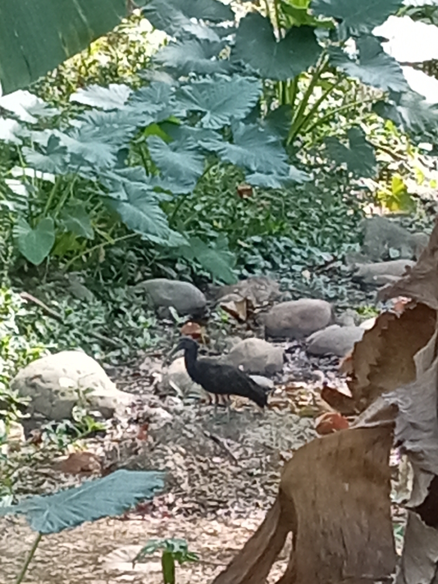 Green Ibis (Mesembrinibis cayennensis), photo 5