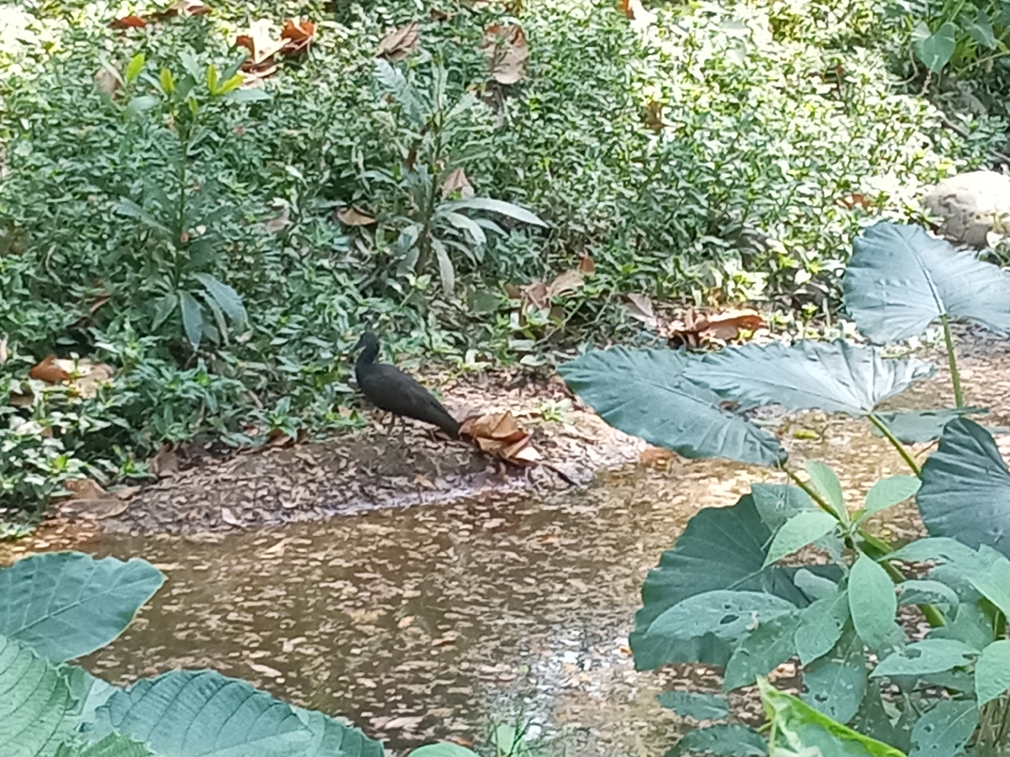 Green Ibis (Mesembrinibis cayennensis), photo 6