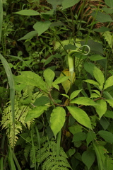 Arisaema tortuosum