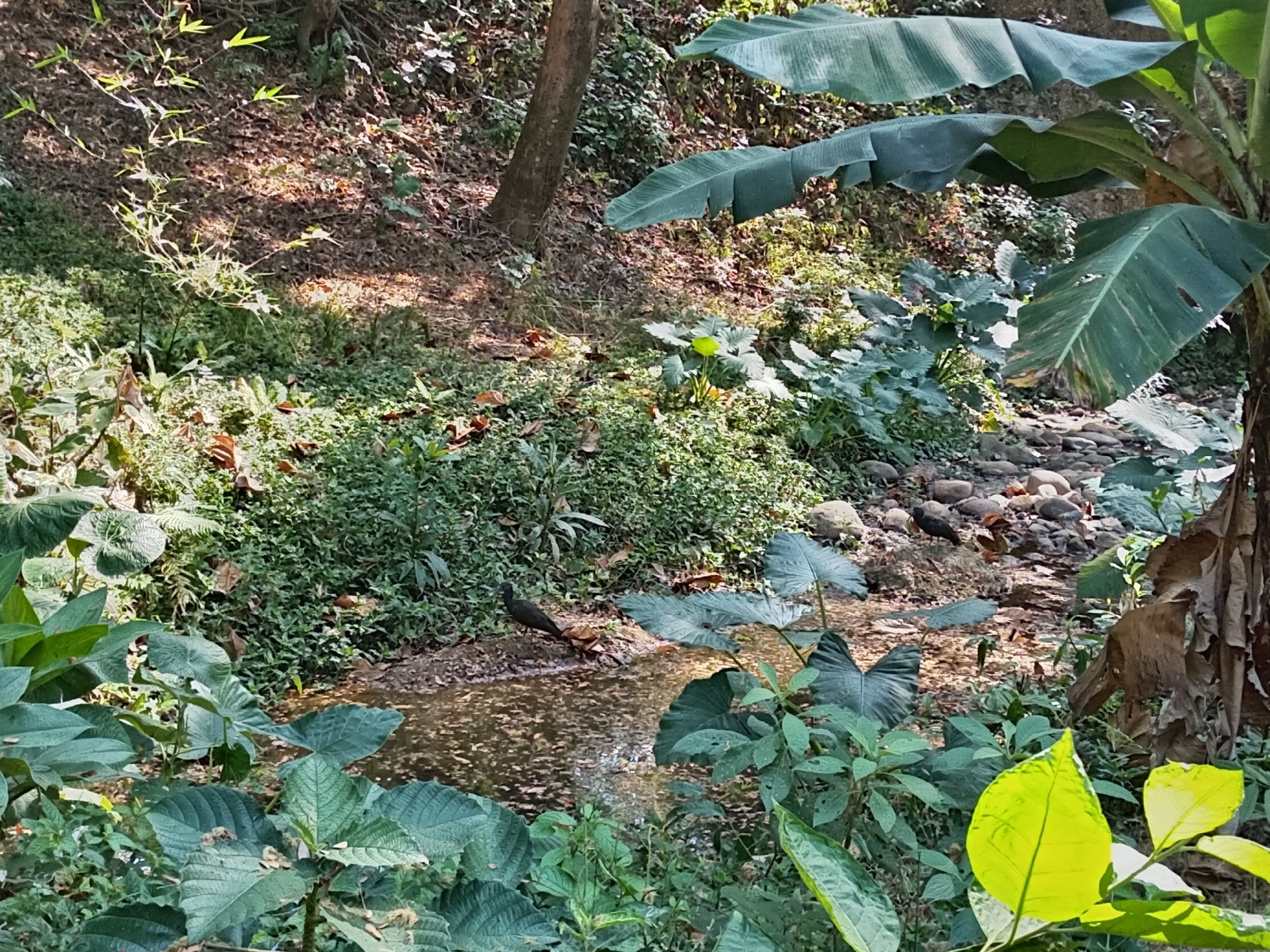 Green Ibis (Mesembrinibis cayennensis), photo 7