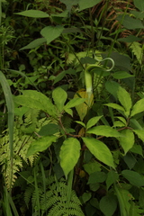 Arisaema tortuosum