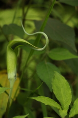 Arisaema tortuosum