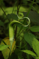 Arisaema tortuosum