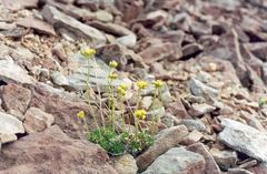 Draba corymbosa