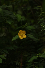 Hypericum choisyanum