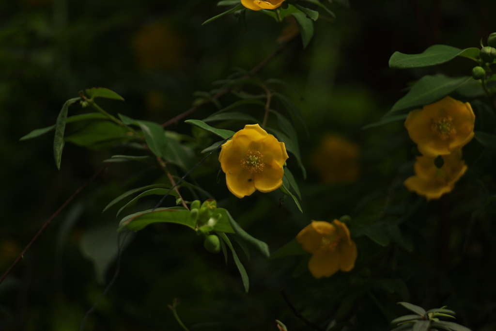 Hypericum choisyanum (Hypericum choisyanum)