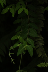 Hypericum choisyanum