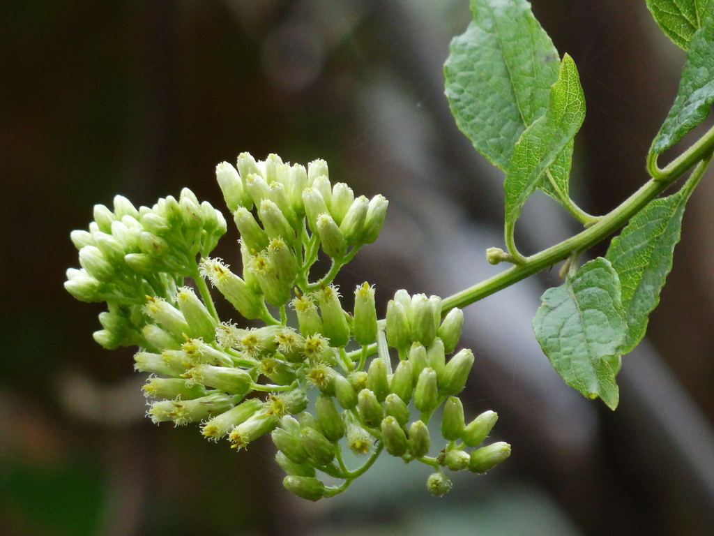Microglossa pyrifolia (Microglossa pyrifolia)